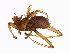  (Megistopoda - BCBG-334-01)  @15 [ ] CreativeCommons - Attribution (2010) CBG Photography Group Centre for Biodiversity Genomics