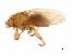 ( - BCBG-337-01)  @13 [ ] CreativeCommons - Attribution (2010) CBG Photography Group Centre for Biodiversity Genomics