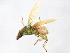  ( - BCAAJN-AA41-1)  @11 [ ] CreativeCommons - Attribution (2010) Unspecified Centre for Biodiversity Genomics