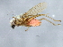 ( - BCAAJN-CC30-4)  @12 [ ] CreativeCommons - Attribution (2010) Unspecified Centre for Biodiversity Genomics