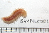  ( - BAMPOL0001)  @13 [ ] CreativeCommons - Attribution (2008) Unspecified Centre for Biodiversity Genomics