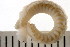  ( - BAMPOL0051)  @14 [ ] CreativeCommons - Attribution (2008) Unspecified Centre for Biodiversity Genomics