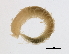 (Syllis alternata CMC01 - BAMPOL0158)  @12 [ ] CreativeCommons - Attribution (2008) Unspecified Centre for Biodiversity Genomics