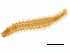  (Exogone sp. CMC03 - BAMPOL0172)  @12 [ ] CreativeCommons - Attribution (2008) Unspecified Centre for Biodiversity Genomics