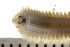  ( - BAMPOL0178)  @14 [ ] CreativeCommons - Attribution (2008) Unspecified Centre for Biodiversity Genomics