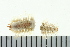  ( - BAMPOL0216)  @13 [ ] CreativeCommons - Attribution (2010) Unspecified Centre for Biodiversity Genomics