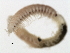  (Syllis alternata CMC03 - BAMPOL0233)  @13 [ ] CreativeCommons - Attribution (2008) Unspecified Centre for Biodiversity Genomics