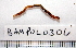  ( - BAMPOL0306)  @12 [ ] CreativeCommons - Attribution (2010) Unspecified Centre for Biodiversity Genomics