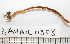  ( - BAMPOL0308)  @12 [ ] CreativeCommons - Attribution (2010) Unspecified Centre for Biodiversity Genomics