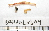  ( - BAMPOL0309)  @12 [ ] CreativeCommons - Attribution (2008) Unspecified Centre for Biodiversity Genomics