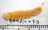  ( - BAMPOL0313)  @13 [ ] CreativeCommons - Attribution (2010) Unspecified Centre for Biodiversity Genomics