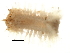 ( - BAMPOL0345)  @12 [ ] CreativeCommons - Attribution (2008) Unspecified Centre for Biodiversity Genomics