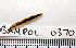  ( - BAMPOL0370)  @13 [ ] CreativeCommons - Attribution (2010) Unspecified Centre for Biodiversity Genomics