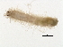  ( - BAMPOL0396)  @12 [ ] CreativeCommons - Attribution (2008) Unspecified Centre for Biodiversity Genomics