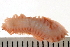  ( - BAMPOL0474)  @13 [ ] CreativeCommons - Attribution (2008) Unspecified Centre for Biodiversity Genomics