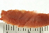  ( - BAMPOL0475)  @12 [ ] CreativeCommons - Attribution (2008) Unspecified Centre for Biodiversity Genomics