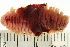  ( - BAMPOL0476)  @13 [ ] CreativeCommons - Attribution (2008) Unspecified Centre for Biodiversity Genomics