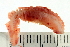  ( - BAMPOL0477)  @13 [ ] CreativeCommons - Attribution (2008) Unspecified Centre for Biodiversity Genomics