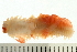  ( - BAMPOL0478)  @13 [ ] CreativeCommons - Attribution (2008) Unspecified Centre for Biodiversity Genomics