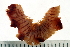  ( - BAMPOL0480)  @13 [ ] CreativeCommons - Attribution (2008) Unspecified Centre for Biodiversity Genomics