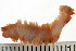  ( - BAMPOL0481)  @13 [ ] CreativeCommons - Attribution (2008) Unspecified Centre for Biodiversity Genomics