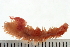 ( - BAMPOL0483)  @13 [ ] CreativeCommons - Attribution (2008) Unspecified Centre for Biodiversity Genomics
