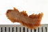  ( - BAMPOL0484)  @13 [ ] CreativeCommons - Attribution (2008) Unspecified Centre for Biodiversity Genomics