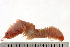  ( - BAMPOL0485)  @13 [ ] CreativeCommons - Attribution (2008) Unspecified Centre for Biodiversity Genomics