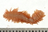  ( - BAMPOL0486)  @13 [ ] CreativeCommons - Attribution (2008) Unspecified Centre for Biodiversity Genomics