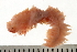  ( - BAMPOL0487)  @13 [ ] CreativeCommons - Attribution (2008) Unspecified Centre for Biodiversity Genomics