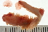  ( - BAMPOL0488)  @12 [ ] CreativeCommons - Attribution (2008) Unspecified Centre for Biodiversity Genomics