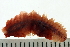  ( - BAMPOL0489)  @13 [ ] CreativeCommons - Attribution (2008) Unspecified Centre for Biodiversity Genomics