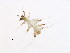  ( - BAMPOL0528)  @13 [ ] CreativeCommons - Attribution (2010) Unspecified Centre for Biodiversity Genomics