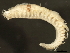  ( - BP2010-045)  @13 [ ] CreativeCommons - Attribution (2010) CBG Photography Group Centre for Biodiversity Genomics