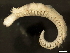  ( - BP2010-047)  @13 [ ] CreativeCommons - Attribution (2010) CBG Photography Group Centre for Biodiversity Genomics