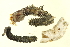  (Idanthyrsus - BP2010-056)  @13 [ ] CreativeCommons - Attribution (2010) CBG Photography Group Centre for Biodiversity Genomics