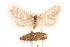  ( - BC-EH-V188)  @13 [ ] Copyright (2010) Unspecified Research Collection of Erwin Hauser