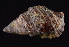  (Cerithium litteratum - BCS_0029)  @11 [ ] CreativeCommons - Attribution Non-Commercial Share-Alike (2017) Matthieu Leray Smithsonian Institution