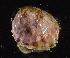  (Lithopoma americanum - BCS_0070)  @11 [ ] CreativeCommons - Attribution Non-Commercial Share-Alike (2017) Matthieu Leray Smithsonian Institution