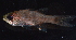  (Phaeoptyx xenus - BCS_0198)  @11 [ ] CreativeCommons - Attribution Non-Commercial Share-Alike (2017) Matthieu Leray Smithsonian Institution