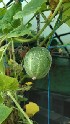  (Cucumis sativus - IC248349_Csat)  @11 [ ] by-nc (2022) Kiran A G Kerala Agricultural University