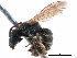  (Halictus affconfusus1 - 06712G05-RUS)  @11 [ ] CreativeCommons - Attribution (2016) CBG Photography Group Centre for Biodiversity Genomics