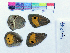  ( - RVcoll14V947)  @11 [ ] Copyright (2019) Roger Vila Institut de Biologia Evolutiva
