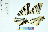  ( - RVcoll15J719)  @11 [ ] Copyright (2019) Roger Vila Institut de Biologia Evolutiva (CSIC-UPF)