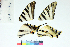  ( - RVcoll15J720)  @11 [ ] Copyright (2019) Roger Vila Institut de Biologia Evolutiva (CSIC-UPF)