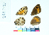  ( - RVcoll15J723)  @11 [ ] Copyright (2019) Roger Vila Institut de Biologia Evolutiva (CSIC-UPF)