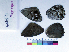  ( - RVcoll15P429)  @11 [ ] Copyright (2019) Roger Vila Institut de Biologia Evolutiva
