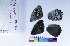  ( - RVcoll15P441)  @11 [ ] Copyright (2019) Roger Vila Institut de Biologia Evolutiva