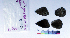  ( - RVcoll15P466)  @11 [ ] Copyright (2019) Roger Vila Institut de Biologia Evolutiva