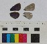 ( - RVcoll16A189)  @11 [ ] CreativeCommons - Attribution Share-Alike (2018) Unspecified Institut de Biologia Evolutiva (CSIC-UPF), Butterfly Diversity and Evolution Lab